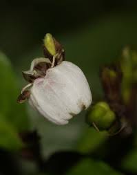 Image result for Justicia scandens