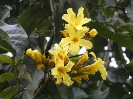 Image result for Markhamia lutea