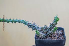 Image result for Euphorbia corniculata