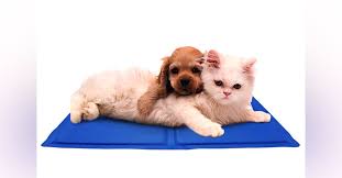 When you are ready, contact the cat breeders, rescues or pet owners of your favorite kittens to learn more and plan your visit. Dogmycats Pet Store Bangalore Lbb Bangalore