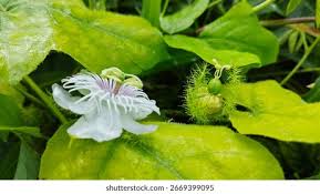 Image result for Ixora longipedunculata