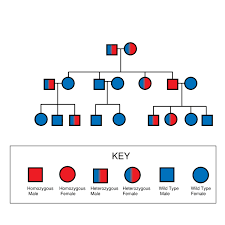 topic 3 genetic traits scsc year 10 science