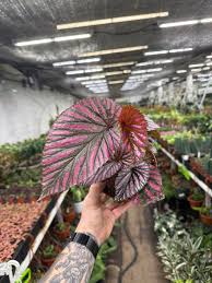 Image result for Begonia brevibracteata
