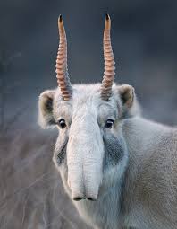 The Critically Endangered Saiga Not An Imaginary Mythical Creature Though Possibly The Inspiration For One Photo Tim Fl Animals Weird Animals Rare Animals