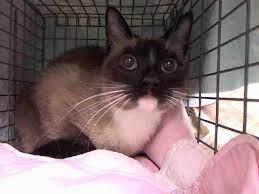 Cats Cats And Cucumbers My Animal