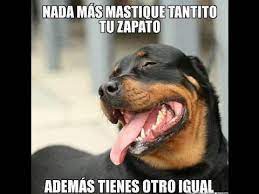 Memes Chistosos De Gatos Y Perros 14 Memes De Animales Chistosos Memes De Perros Graciosos Memes De Perros Chistosos