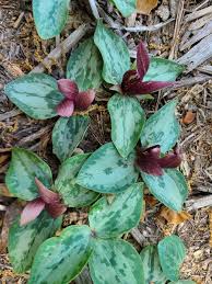 Image result for Heterotis decumbens