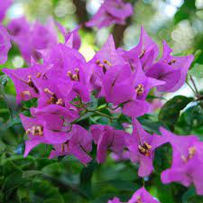 Cara mudah menanam bunga kembang kertas dengan perangsang akar alami, bawang merah dan air cucian beras. Bougainvillea Simple English Wikipedia The Free Encyclopedia