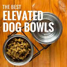 If you haven't tried one yet, you really should. 5 Best Elevated Dog Bowls Orthopedic Designs For Raised Eating