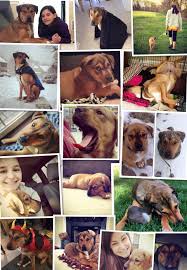 West chester pet resort is a facility like no other in virginia. Pet Memorial Services Home Facebook