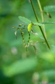 Image result for Aeschynomene americana