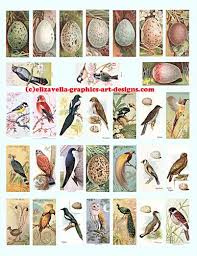 Birds And Their Eggs Pictures Birds And Their Eggs 1x2 Inch Domino Clip Art Collage Sheet Vintage Birds Collage Art Domino Art