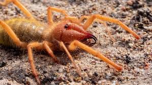 A wolf spider and a black widow fighting viciously. The Creepy Truth About Camel Spiders