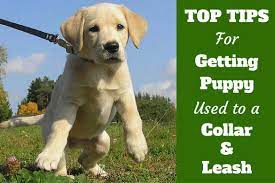 How do i introduce a puppy to another puppy? How To Get Your Puppy Used To A Collar And Leash