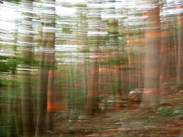 forrest sun set_5072