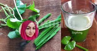 Pertama yang harus lakukan adalah menyiapkan alat dan bahan yang harus ada seperti. Minum Air Daun Pegaga Kucai Petua Semulajadi Berkesan Bersihkan Usus Mingguan Wanita