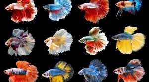 These guys look great even when not flaring, and when the do flare the. Types Of Betta Fish By Tail Pattern And Color With Photos