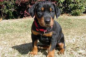 Gallery wrap canvas, framed fine art prints, framed canvas art Come See The Cutest Photos Of Doberman Puppies