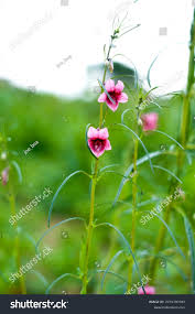 Image result for Sesamum alatum