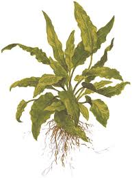 Blog cryptocoryne криптокорина basia's cryptocoryne bh cryptocoryne lagenandra лагенандра russiacryptocoryne. Cryptocoryne Wendtii Green 1 2 Grow Aquasepp