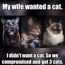 Pin By Crystal Mascioli On Cats Grumpy Cat Cats Animals