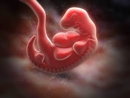 Nov 01, 2013 · women often dream of blood or of someone bleeding shortly before or during their periods and when they are pregnant. Your Baby S Development The First Trimester Familydoctor Org
