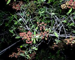 Image result for Lawsonia inermis