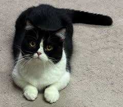 ‪Available Cats – Specialty Purebred Cat Rescue‬‏