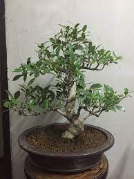 Ficus Retusa Bonsai Tree Bonsai Ficus Bonsai