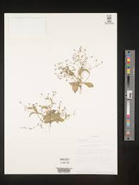 Image result for Wahlenbergia ericoidella