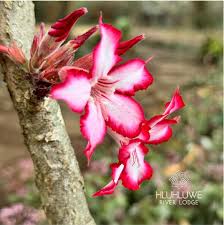 Image result for Adenium multiflorum