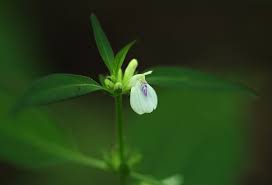 Image result for Justicia protracta