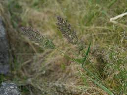 Image result for Polypogon