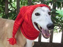 Pointy Greyhound Hood Pattern By Nikki Atkins Crochet Dog Hat Dog Snood Crochet Dog