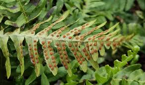 Image result for Polypodiaceae