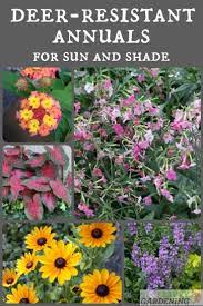 They prefer partial shade or sun and have a mature size of 2 to 5 feet tall and spread up to 2 feet. Deer Resistant Annuals Colorful Choices For Sun And Shade