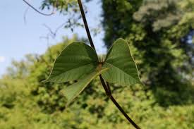 Image result for Rhynchosia hirta