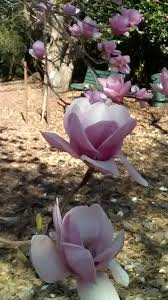 Magnolia Flowers In Centennial Drive Matamata Nz Magnolia Flower Flowers Plants