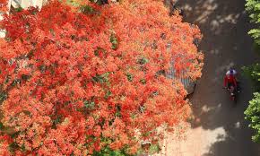 In the spring, trees are often. Flame Tree Flowers Blooming In Cairo Global Times