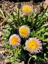Image result for Taraxacum