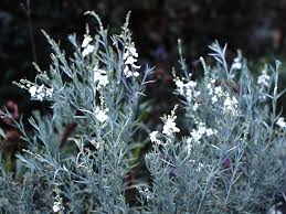 Image result for Gomphostigma