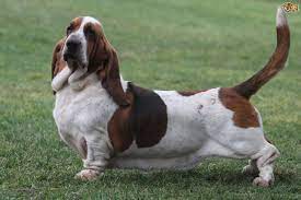 Basset Hound Or Basset Bleu De Gascogne Which Is Best For You Pets4homes