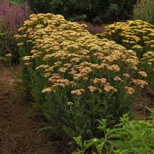 Image result for Achillea millefolium