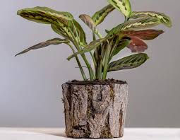 Can a prayer plant live outside? Prayer Plant Planting Grow And Care Tips Gardening Tips And Tricks