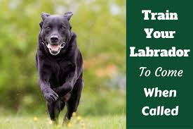 Home labrador training when to start training a puppy? Recall How To Train Your Labrador To Come Back When Called