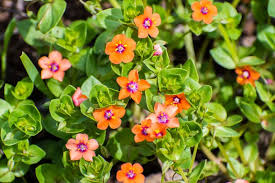 Image result for Anagallis pumila