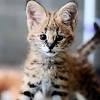 The serval cat is a wild cat that has been gaining in popularity among exotic pet owners. Https Encrypted Tbn0 Gstatic Com Images Q Tbn And9gcrjrxyq77tuaqpylgdtftrkbn25lxraqvuxonvzduw Usqp Cau