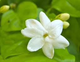 Pin On Flower