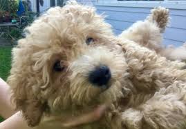 ( mum is daisy ) daisy is my beautiful little lady. Miniature Poodle Puppies For Sale