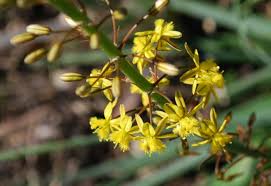 Image result for Bulbine asphodeloides